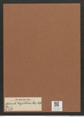 Navicula kerguelensis (Ehr.) Ralfs. (de-Toni-Nr.: Genus 1, Species 787) Zeichnungen Sammlung Grunow Mappe 00605 (Herbarium_W_Grunow_drawings_Folder_00605)